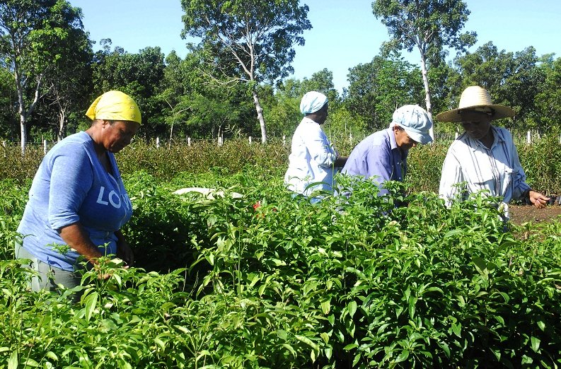 Personas en medio de un cultivo