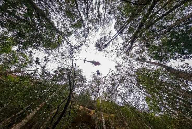 Wollemi Pines, un bosque salvado de las llamas en Australia