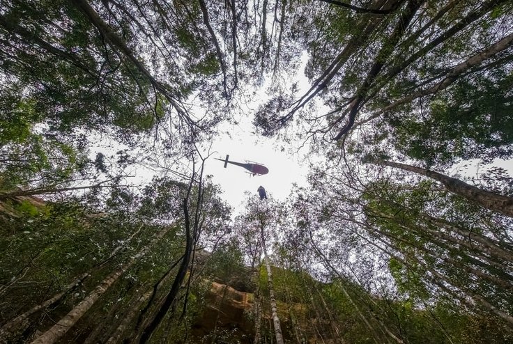 Wollemi Pines, un bosque salvado de las llamas en Australia