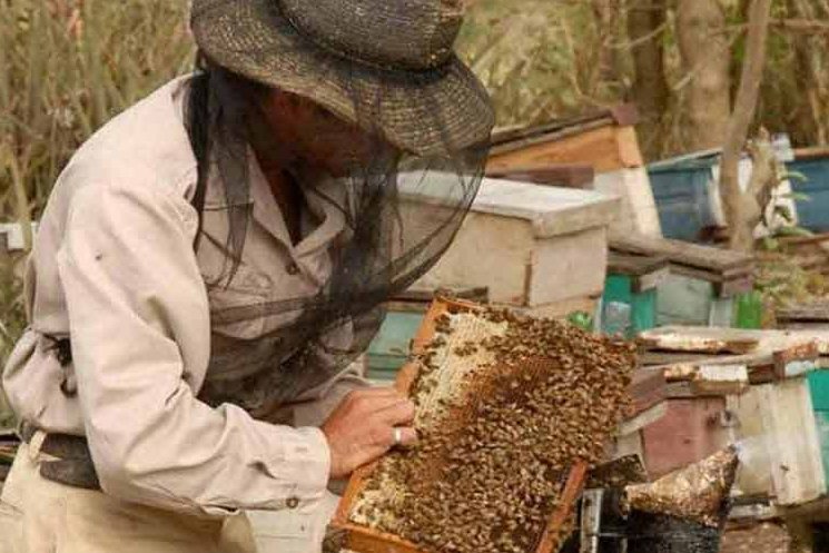 Cuba muestra desarrollo ecológico en la apicultura