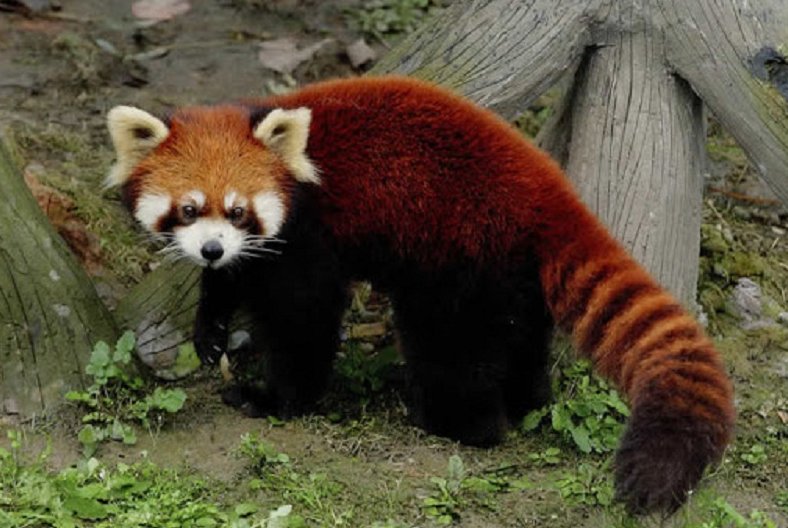Pandas rojos