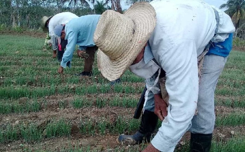 La producción de alimentos