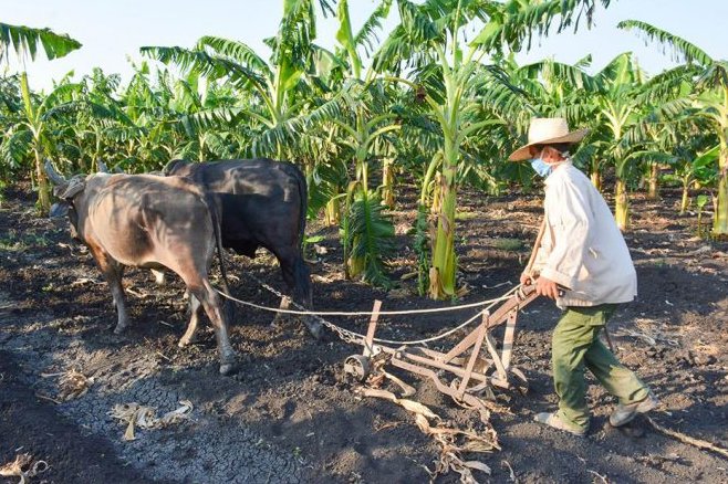 El ajetreo en el campo cubano no cesa; con toda la debida precaución, los campesinos le sacan el alimento a la tierra.