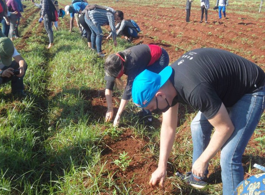 Jornada productiva desarrollada por más de 300 jóvenes avileños