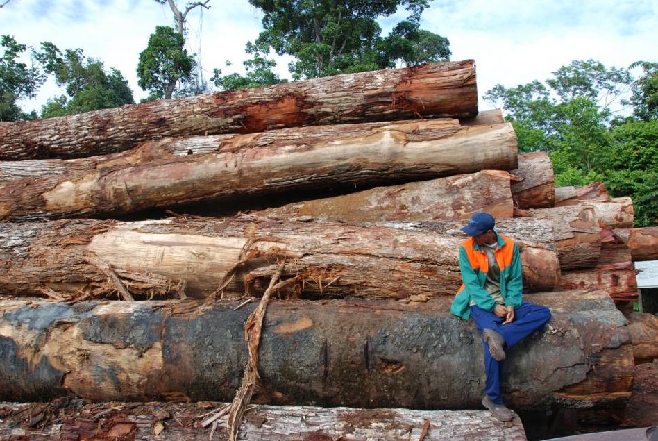 Tala de árboles en la amazonía brasileña.