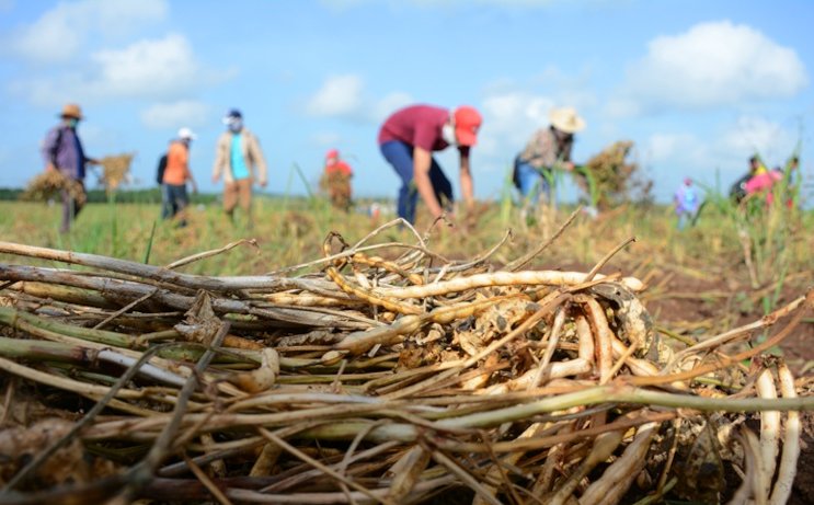 Jóvenes en labores productivas por el Verano por la vida