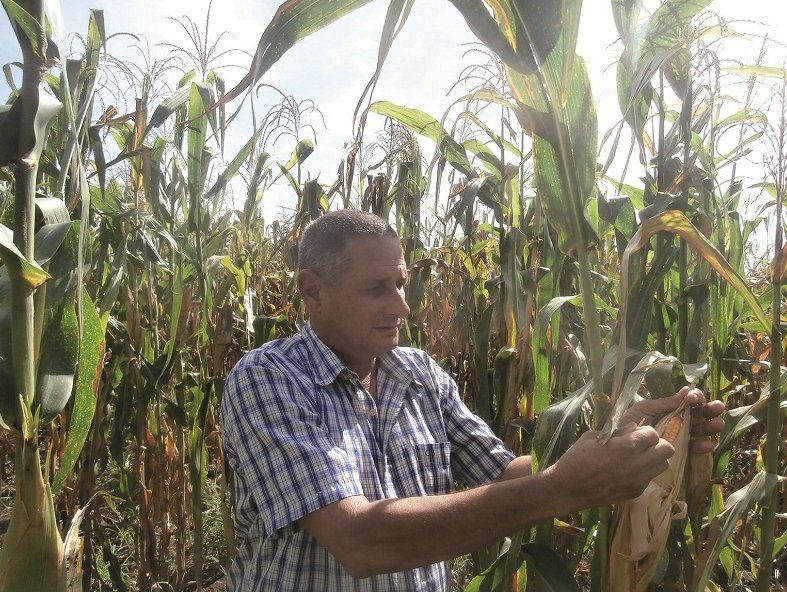 Cultivo de maíz