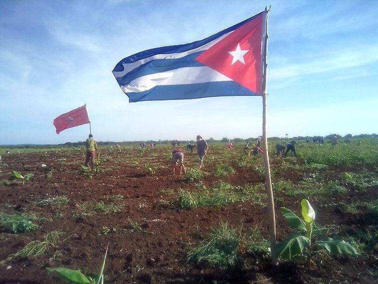 Domingo de surco en Holguín