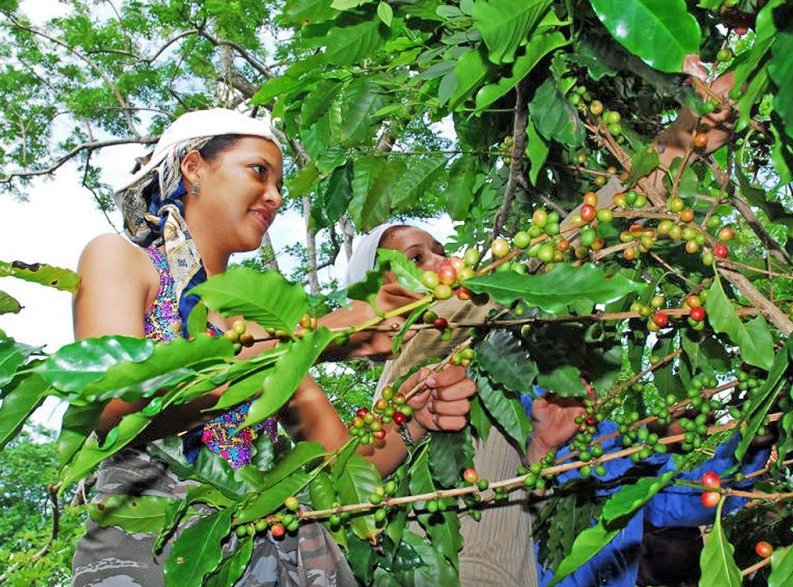 Estudiantes de la Universidad de Guantánamo contribuyen con la cosecha de café
