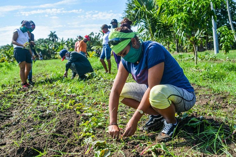 Jóvenes cubanos se incorporan a labores agrícolas
