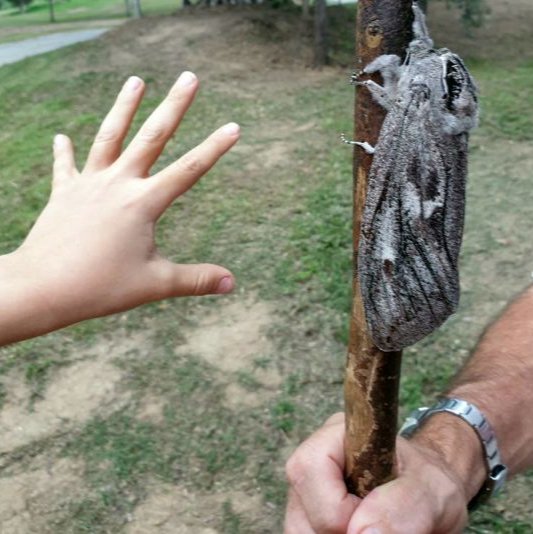 Polilla gigante