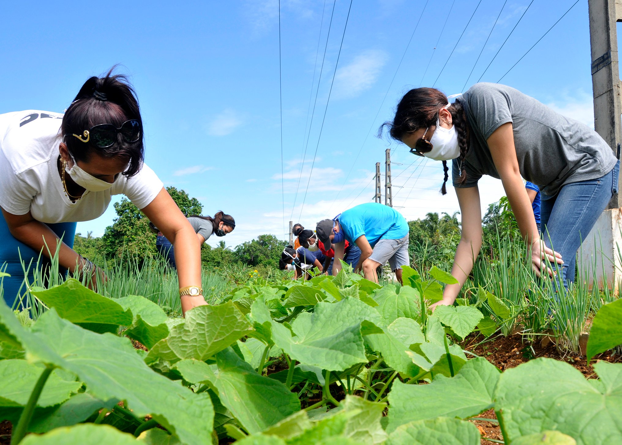 La juventud cubana ha sido baluarte en la produccion de alimentos desde el inicio de la pandemia