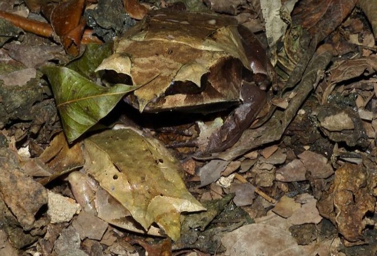 Rana Megophrys nasuta