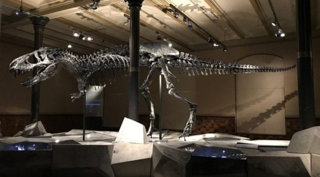 Ejemplar adulto de tiranosaurio rex