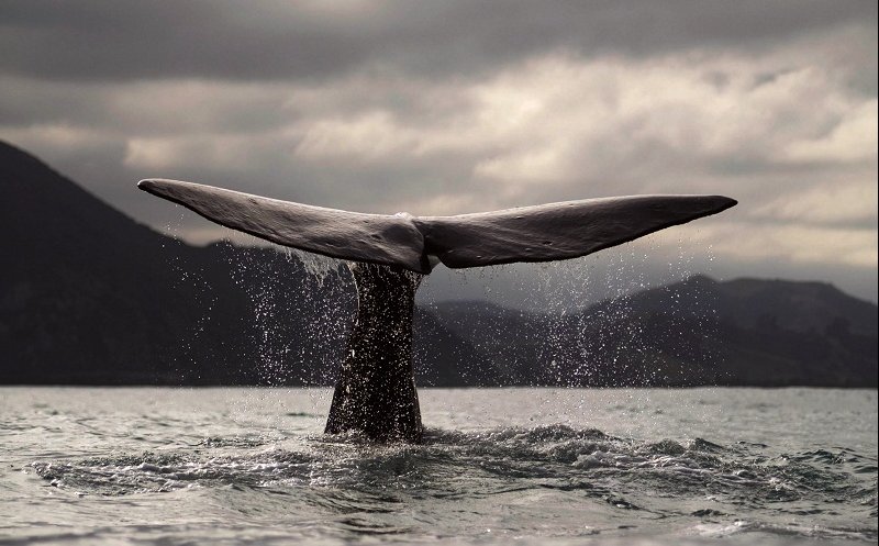 La ballena azul