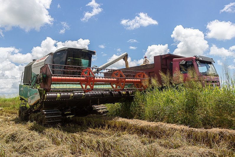 La producción de arroz