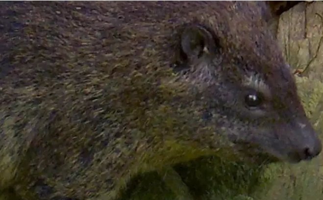 Nueva especie hallada en África