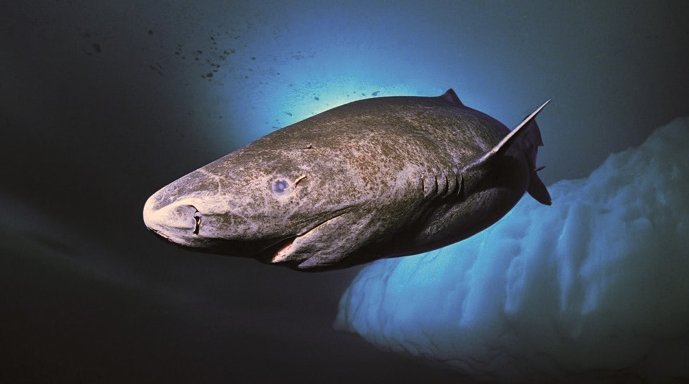 Tiburón de Groenlandia