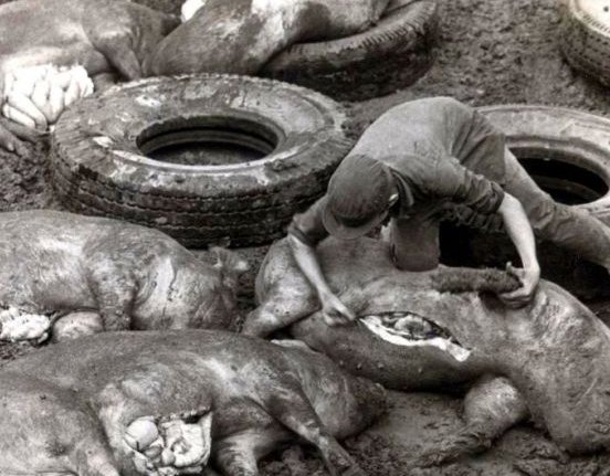 Sacrificio sanitario de la masa porcina