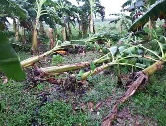 Impacto de Ida en Pinar