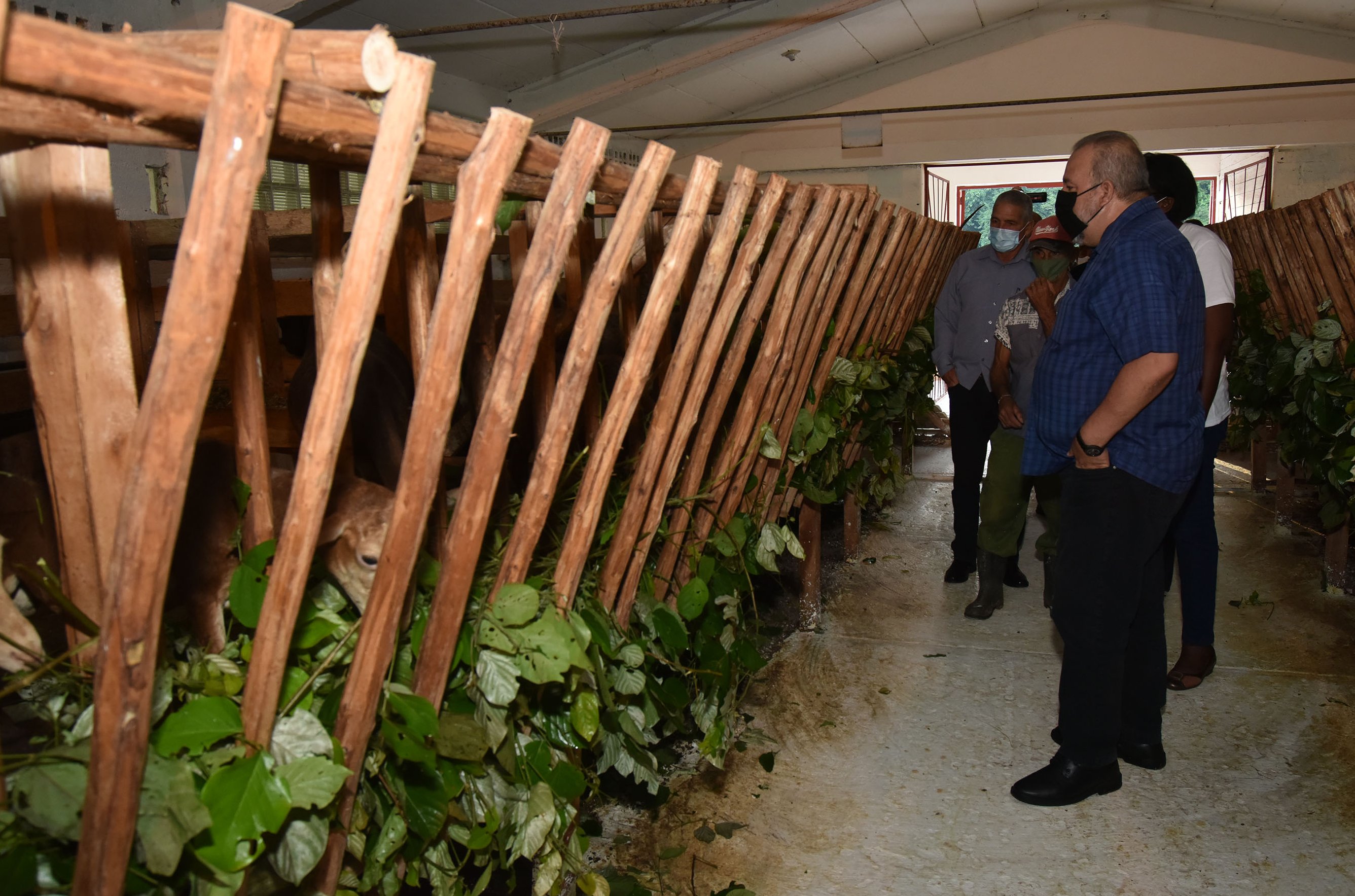 Para el Primer Ministro, Manuel Marrero Cruz, celebrar el cumpleaños 95 del Comandante en Jefe Fidel Castro Ruz en la finca Nazareno, en San José de Las Lajas, Mayabeque, era el mejor homenaje a un hombre que también desde la ciencia buscó respuestas para la alimentación del pueblo