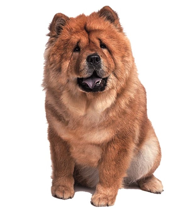 Chow Chow