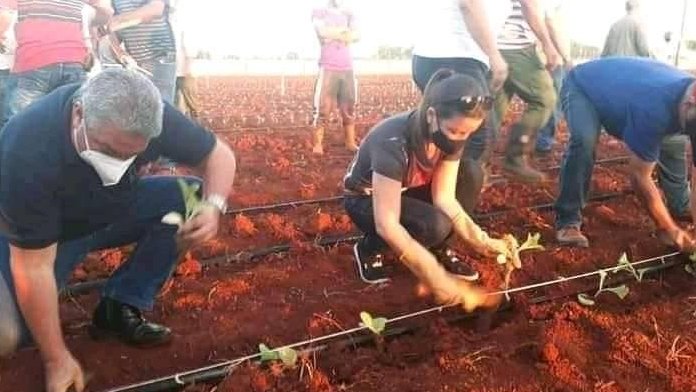 En toda Cuba comenzó la campaña tabacalera