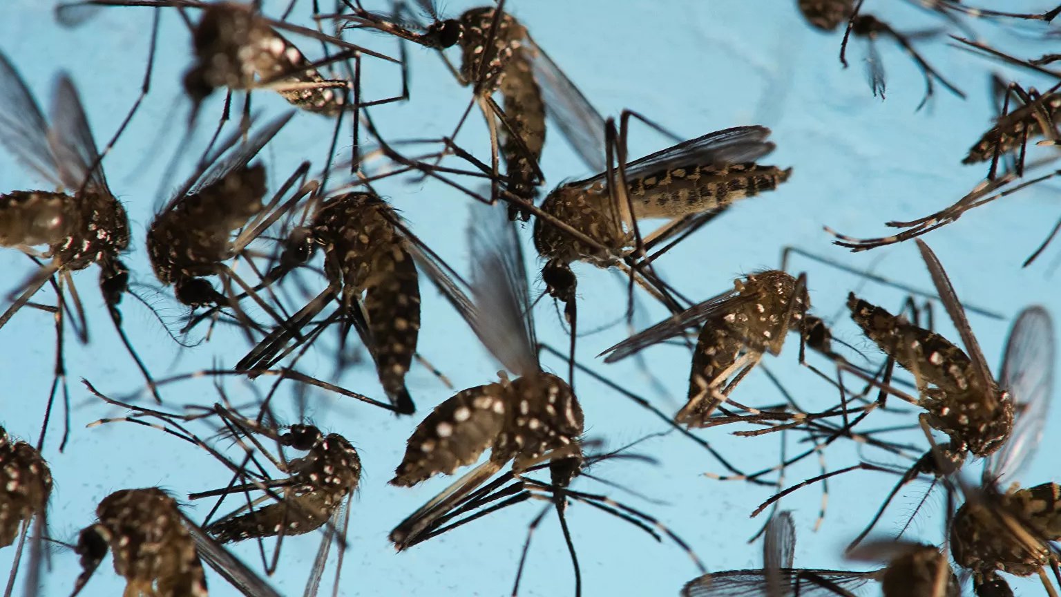 Nuevo estudio sobre los mosquitos llevado a cabo por la Universidad de Washington