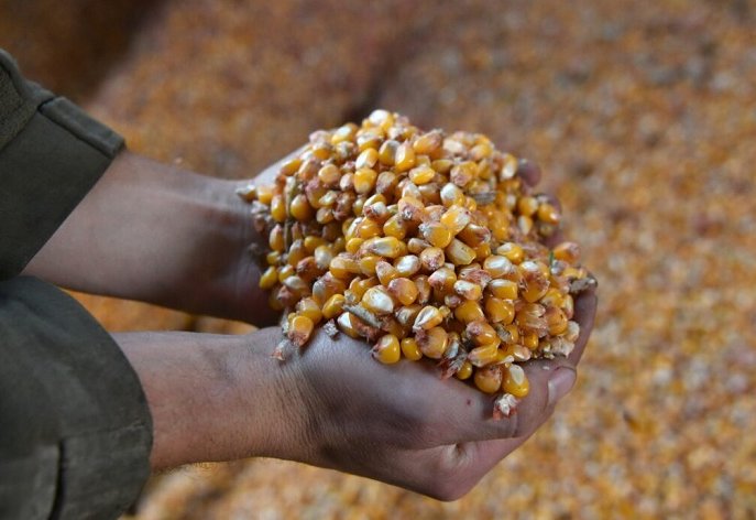 Seguridad alimentaria