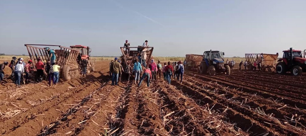 Labores de trabajo voluntario en la agricultura caracterizan las jornadas en saludo al Primero de Mayo