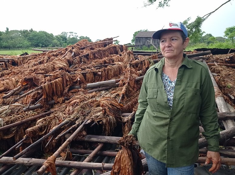 Marianela Areces, productora de la CCS Esteban Ajete, en el municipio San Juan y Martínez, perdió más de 3 000 cujes de tabaco.