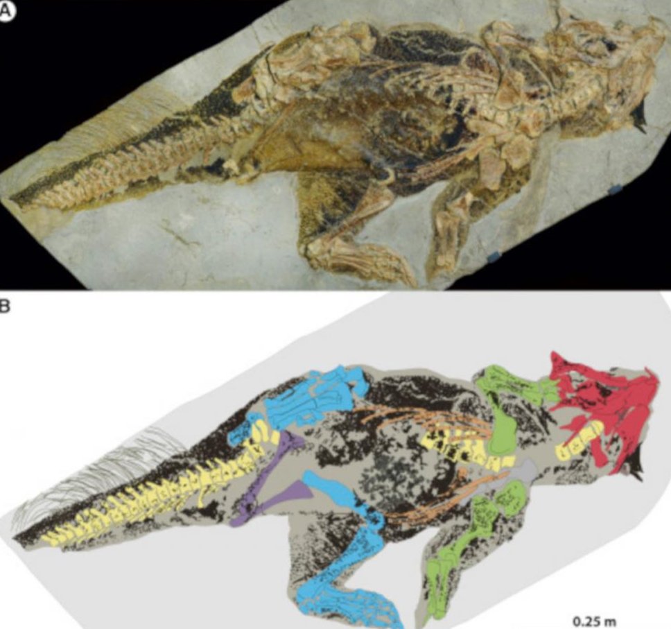 Especímenes de dinosaurios con preservación de tejidos blandos reportados en 2016-2017.