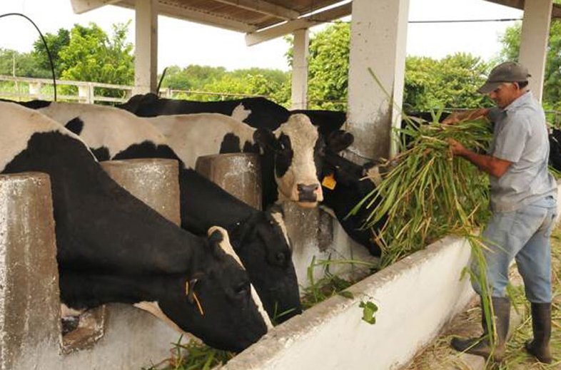 Ganadería holguinera