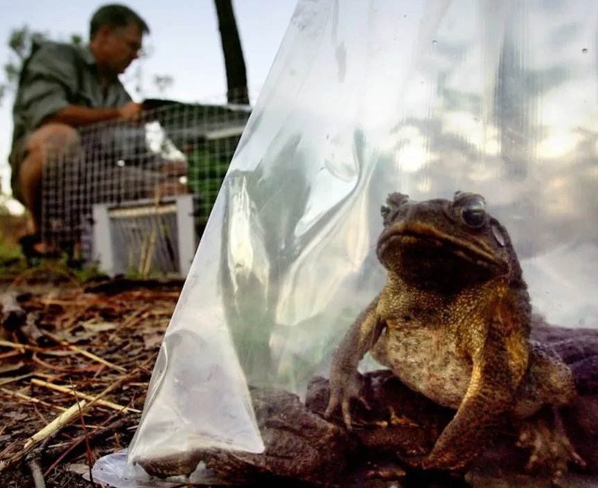 Por todo el planeta se han propagado millares de especies exóticas dañinas