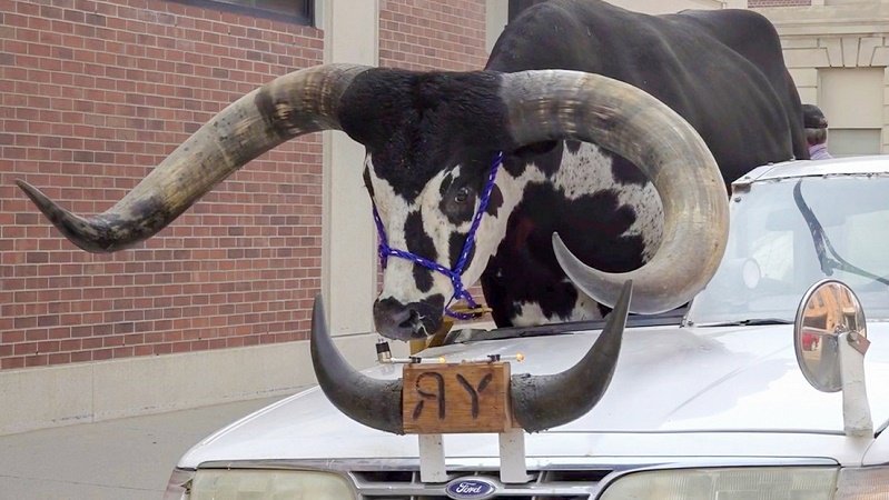 Toro Watusi