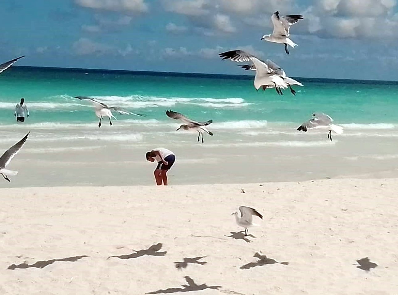 Los estudios demostraron la manera en que las aves marinas seleccionan sus habitats en las costas cubanas