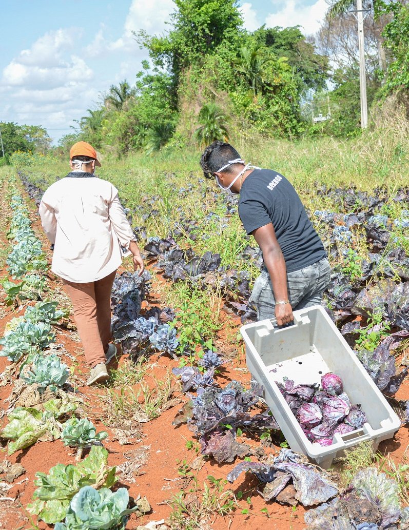 Alimentos