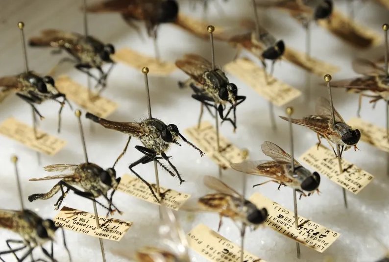 Abdoulaye Diabate, científico de Burkina Faso,  está desarrollando una técnica innovadora que podría eliminar a los mosquitos transmisores