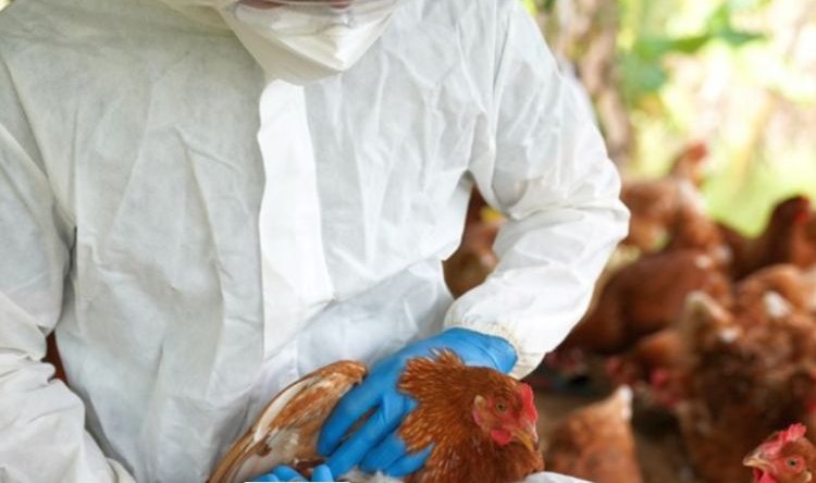 La infección por el virus H5N1 ocurrió en la India