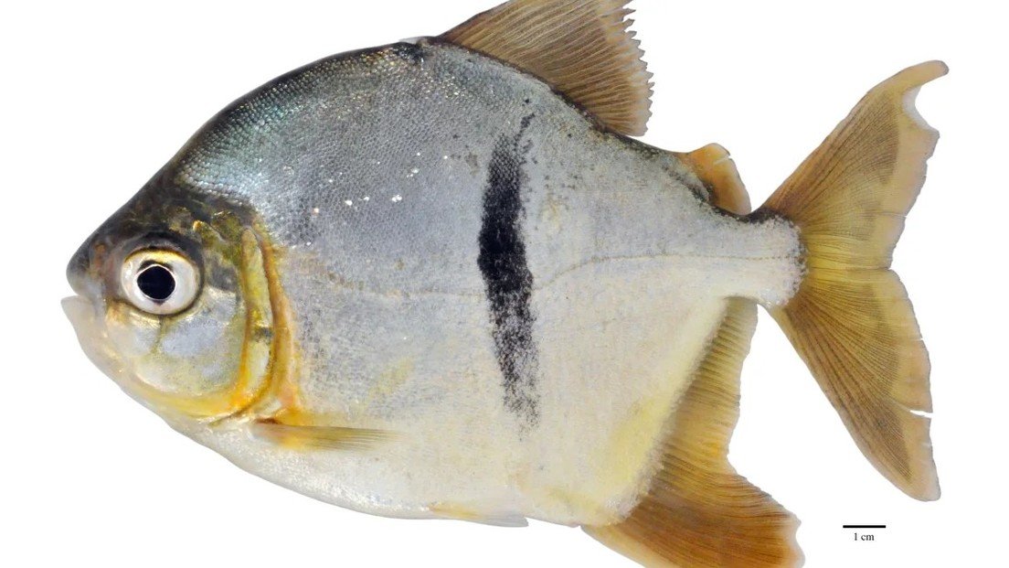 Científicos descubren piraña vegetariana en el Amazonas