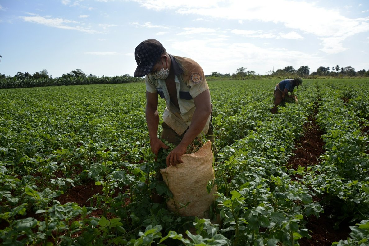 Fortalecer la producción nacional, con énfasis en los alimentos, es uno de los objetivos del Programa de Gobierno.