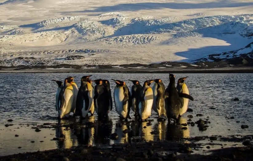 A los pingüinos de las Islas Islas Heard y McDonald 10 por ciento de aranceles recíprocos