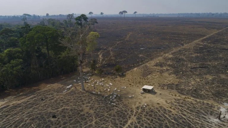 Brasil: Aumenta considerablemente deforestación en la Amazonía durante un año