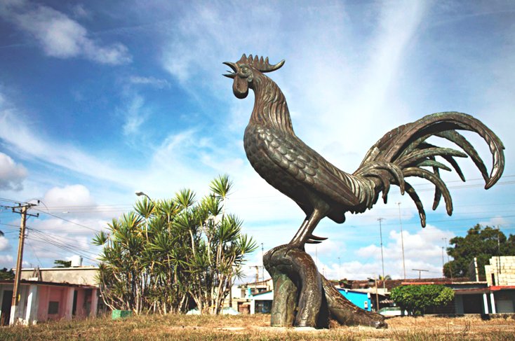 El Gallo de Morón es uno de los símbolos más mencionados de Cuba