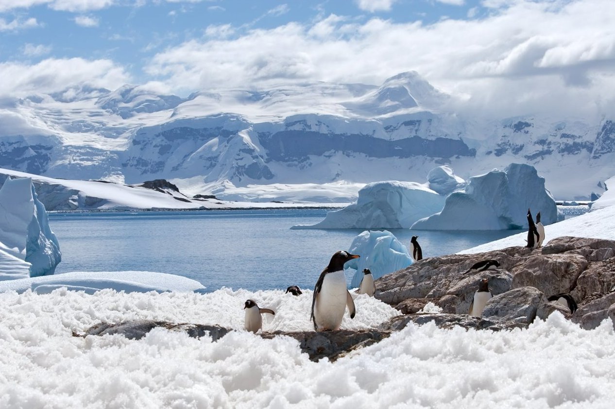 las colonias de pingüinos emperador están disminuyendo más rápido de lo previsto