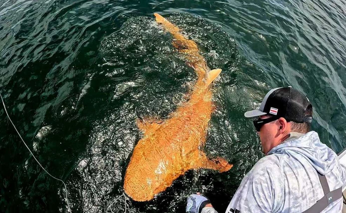 En Costa Rica pescadores capturaron accidentalmente al escualo