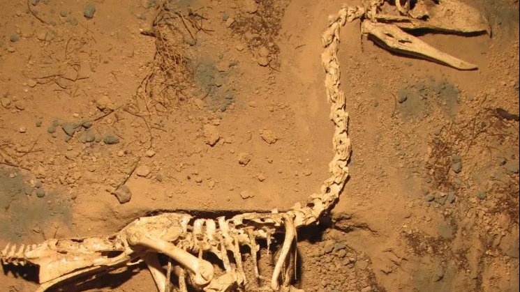 Esqueleto de cóndor