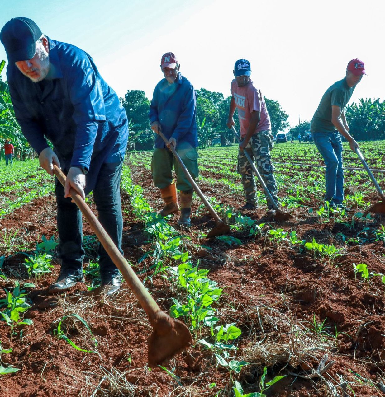 El primer ministro, Manuel Marrero Cruz, se sumó a la Jornada Nacional de Trabajo Voluntario