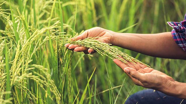 Sembrar arroz en Cuba con insumos venezolanos