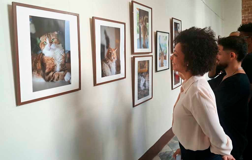 Gatos: ¿vecinos nobles en Japón?